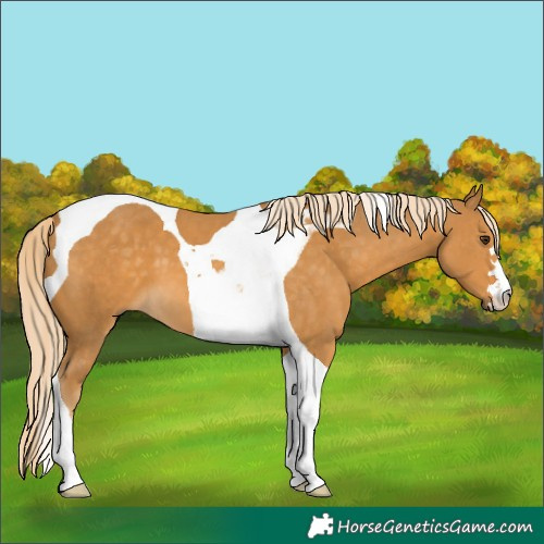 Horse Color:Palomino Tobiano 