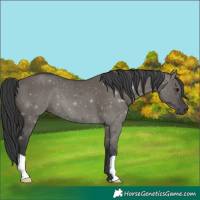 Horse Color:Grullo