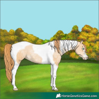 Horse Color:Buckskin Ice Pearl Tobiano Varnish