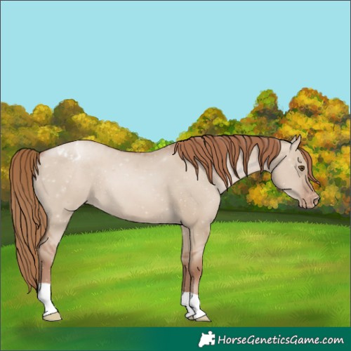 Horse Color:Grullo Pearl Appaloosa 