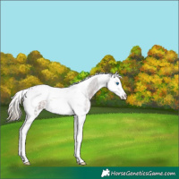 Horse Color:Liver Chestnut Sabino Splash Tobiano 