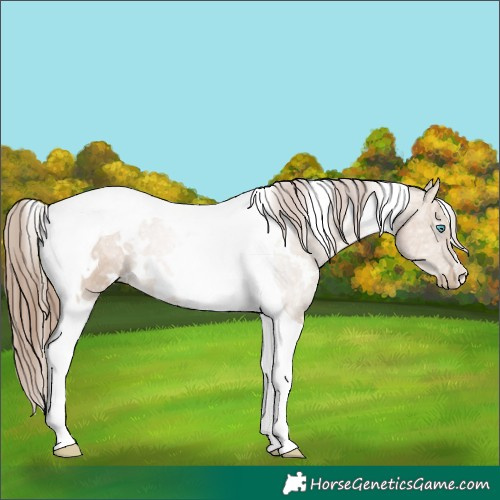 Horse Color:White Spotted Grullo Ice Pearl Tobiano