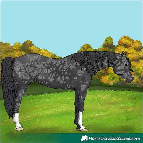 Horse Color:Black Ice 