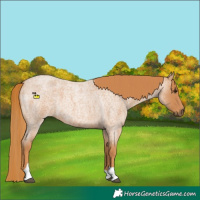 Horse Color:Red Roan Tobiano 