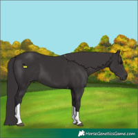 Horse Color:Smoky Black Tobiano 