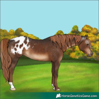 Horse Color:Gray Liver Chestnut Blanket 