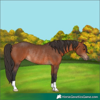 Horse Color:Bay Rabicano 