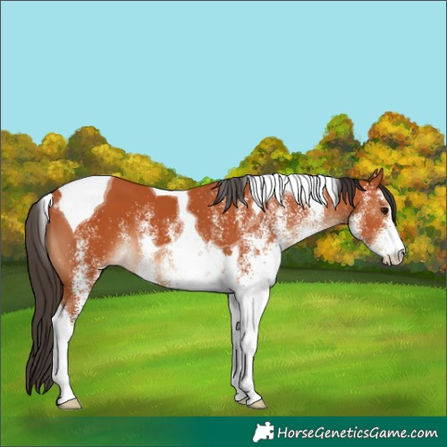 Horse Color:White Spotted Bay Tobiano 
