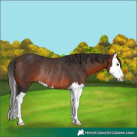 Horse Color:Bay Splash Rabicano 