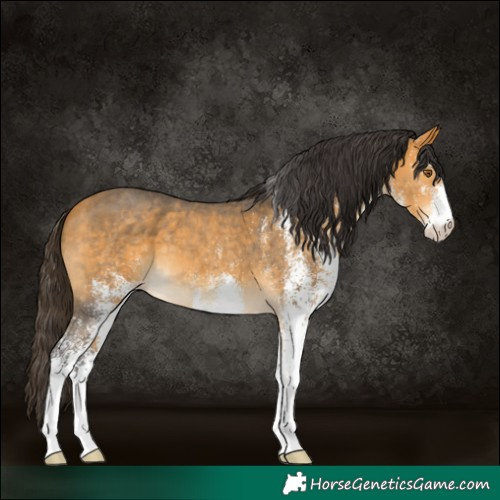 Horse Color:White Spotted Buckskin 