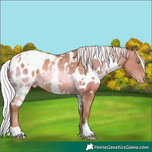 Horse Color:White Spotted Silver Sable Champagne Appaloosa 