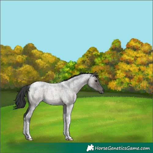 Horse Color:Grullo Roan Tobiano Rabicano Brindle 