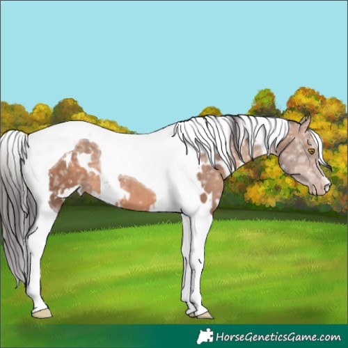 Horse Color:White Spotted Sable Champagne Ice Tobiano 