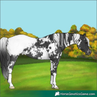 Horse Color:White Spotted Black Appaloosa