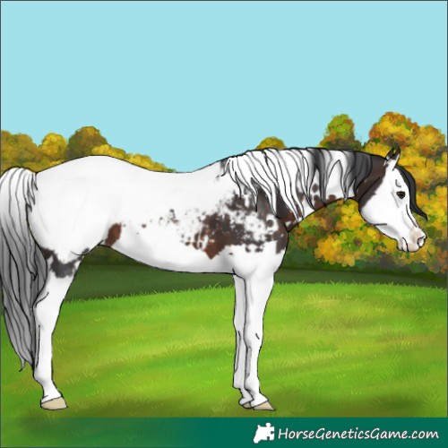 Horse Color:White Spotted Brown Splash Appaloosa