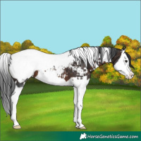 Horse Color:White Spotted Brown Splash Snowcap