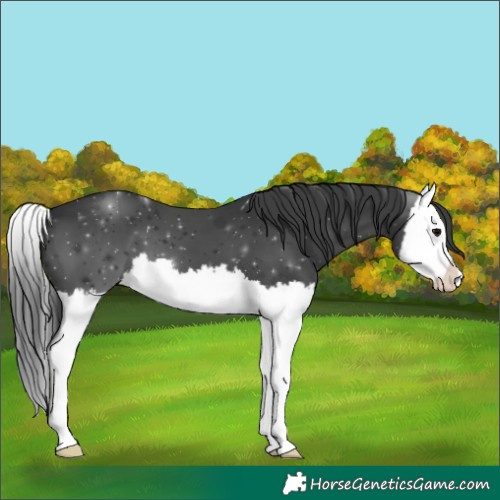 Horse Color:Black Splash 