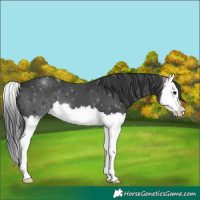 Horse Color:Black Splash 