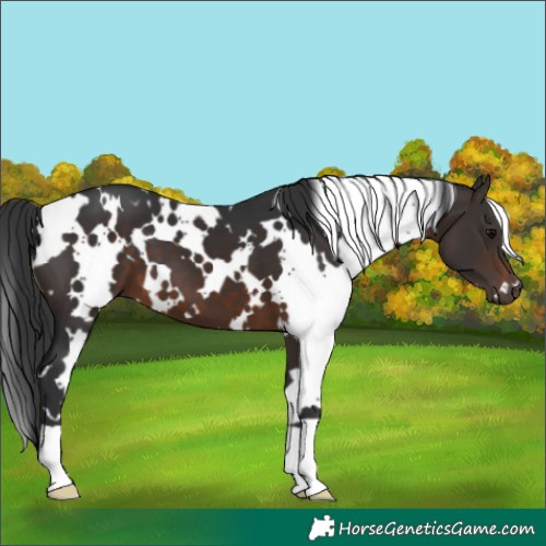 Horse Color:White Spotted Brown