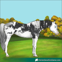 Horse Color:White Spotted Black Splash