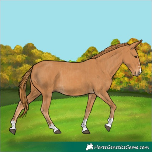 Horse Color:Chestnut and Chestnut