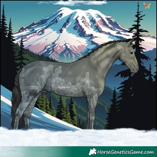 Horse Color:Black Ice 