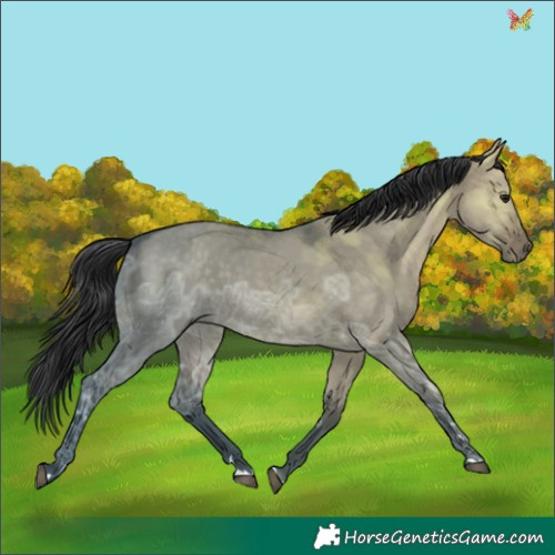 Horse Color:Brown Ice Dun 