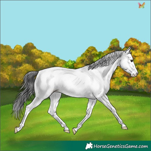 Horse Color:Grullo Sabino 