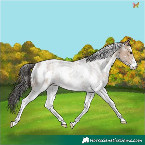 Horse Color:White Spotted Brown Dun Sabino Rabicano 