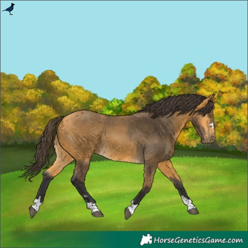 Horse Color:Buckskin 