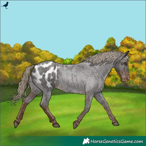 Horse Color:Liver Red Roan Appaloosa 