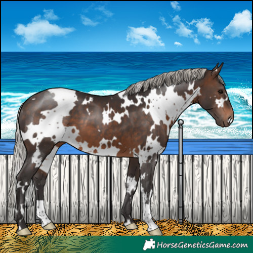 Horse Color:White Spotted Silver Brown