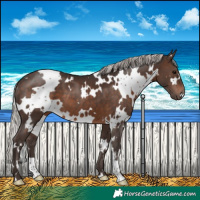 Horse Color:White Spotted Silver Brown