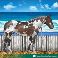 Horse Color:White Spotted Silver Brown