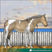 Horse Color:Silver Buckskin Dun Tobiano Rabicano 