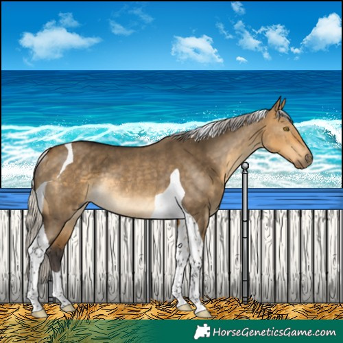 Horse Color:Silver Buckskin Dun Tobiano Rabicano 