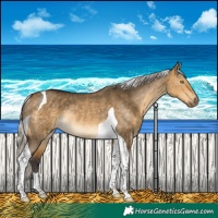 Horse Color:Silver Buckskin Dun Tobiano Rabicano 