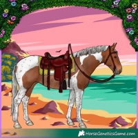 Horse Color:Silver Brown Tobiano Rabicano