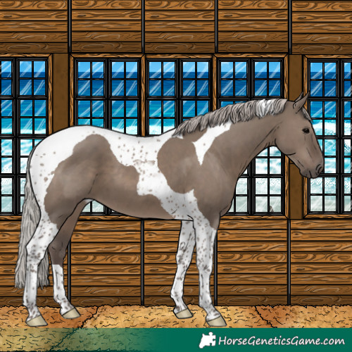 Horse Color:Silver Grullo Tobiano 