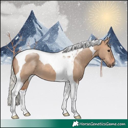 Horse Color:Silver Brown Dun Tobiano 