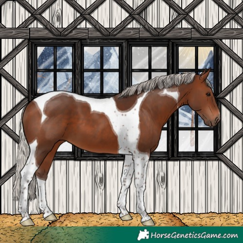 Horse Color:Silver Brown Tobiano 
