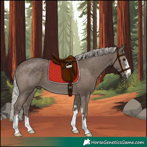 Horse Color:Unknown 