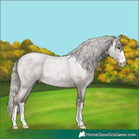 Horse Color:Silver Blue Roan