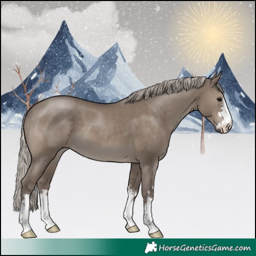 Horse Color:Silver Grullo 