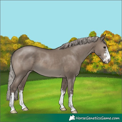 Horse Color:Silver Grullo 