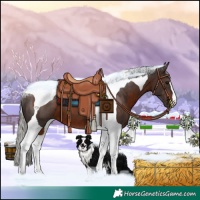 Horse Color:Silver Brown Tobiano 