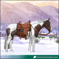 Horse Color:Silver Brown Tobiano 