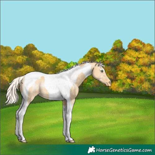 Horse Color:Silver Amber Cream Champagne Dun Tobiano Varnish