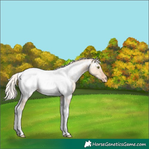 Horse Color:Silver Sable Champagne Dun Tobiano Appaloosa 