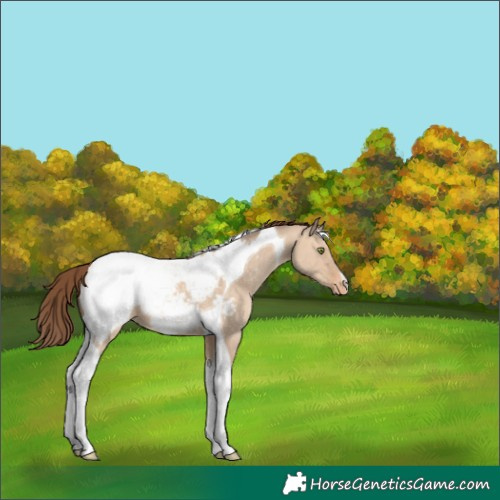 Horse Color:Amber Champagne Dun Tobiano Appaloosa 